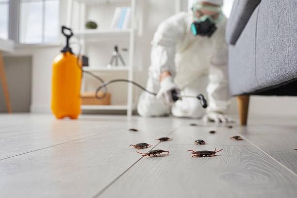 Commercial Kitchen Cockroach Control in Dickson